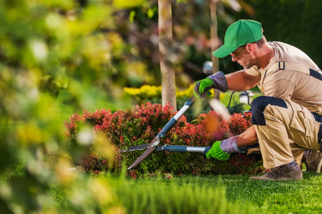 Shrub trimming and landscape maintenance